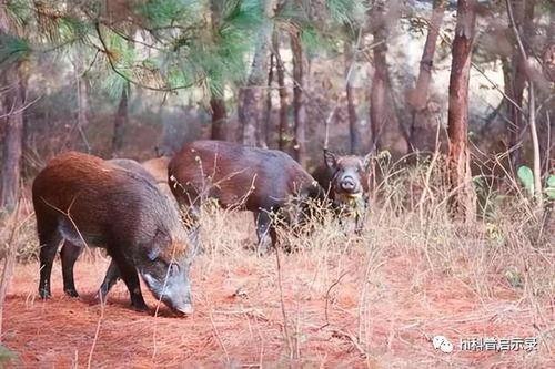超级野猪最早爆料视频播放,揭秘神秘生物神秘面纱